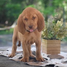Purple collar - Red female Bloodhound puppy in New Edinburg, Arkansas from Blue Collar Kennelz