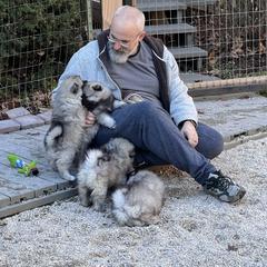 Keeshond Puppies from Peregrine Keeshond
