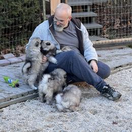 Keeshond Puppies from Peregrine Keeshond