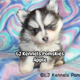 Apple - Blue male Pomsky puppy in Centerville, Iowa from LJ Kennels Pomskies, LLC
