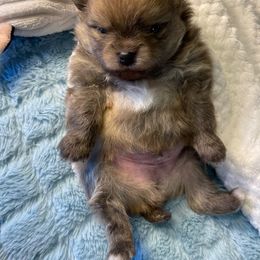 Pomeranian Puppies from Nikki’s lil Pomeranians