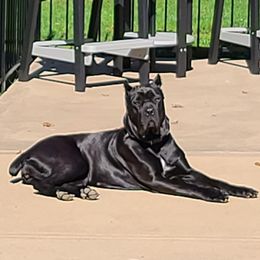 Cane Corso All Grown Up from DeWitt Cane Corso