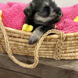 Blacksilver - Black and silver male Miniature Schnauzer puppy in Garrison, Texas from RNH Schnauzers