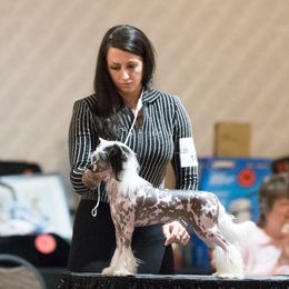 Chinese Cresteds from TopBrass Kennels