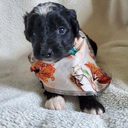 Auggie - Black and white male Sheepadoodle puppy in Bellevue, Iowa from Fluffy Wonders Poms and Doodles