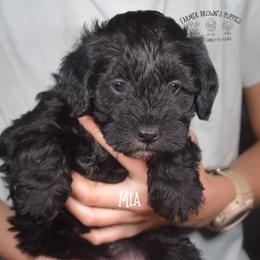 Mia - Black female Schnoodle puppy in Sedalia, Missouri from Farmer Brown's Puppies