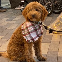 T - Goldendoodle