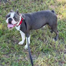 Keystone - Boston Terrier