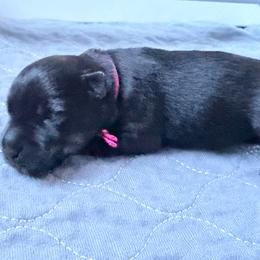 Hot Pink Collar - Black female Scottish Terrier puppy in Puyallup, Washington from Rainier Scotties