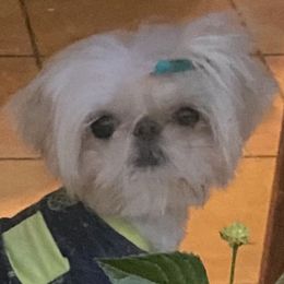 Lilly - Shih Tzu