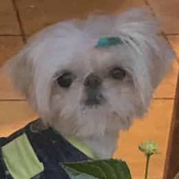 Lilly - Shih Tzu