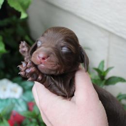 Clohé Chocolate girl - Chocolate and tan female Dachshund puppy in Stockton, California from Wiggles & Wags Dachshund's