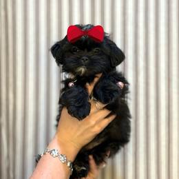 Girl 2 - Black female Shih Tzu puppy in Seguin, Texas from Dolled Up Shih Tzus