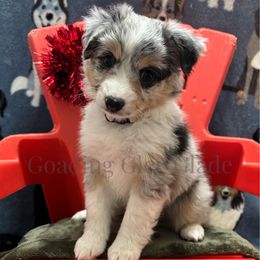Miniature American Shepherd, Miniature Australian Shepherd, and Toy Australian Shepherd Puppies from Goading Glee Glade