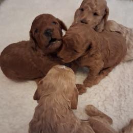 Poodle puppies from Grace Colt Farms