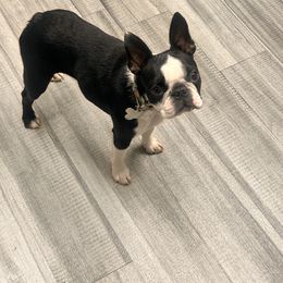 FiBi - Boston Terrier