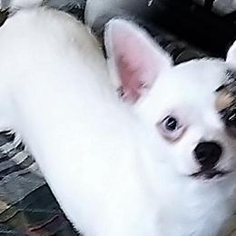 Angie - Chihuahua