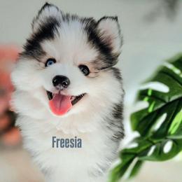 Freesia - Black and white female Pomsky puppy in Princeton, Minnesota from Bluebird House of Pomsky