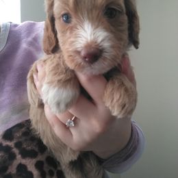 Goldendoodle and Poodle Puppies from KB Doodles