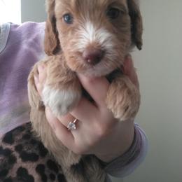 Goldendoodle and Poodle Puppies from KB Doodles