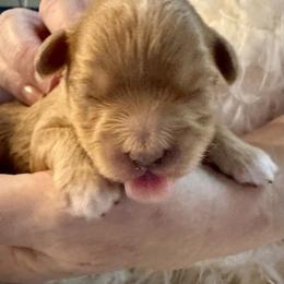 Oscar - Red male Cavapoo puppy in Liberty Hill, Texas from Cuddlebug Cavapoos of Austin