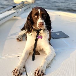 Lucy - English Springer Spaniel