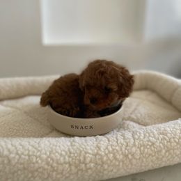 Little one - Red  male Poodle puppy in Bakersfield, California from Pups and Paws Toy Poodles