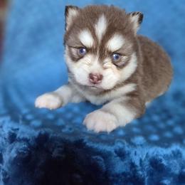 Morris - Chocolate male Pomsky puppy in Mc Callsburg, Iowa from SZ Rolling Acres LLC