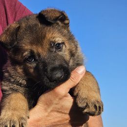German Shepherd Puppies from Vom Haus Denfors K9