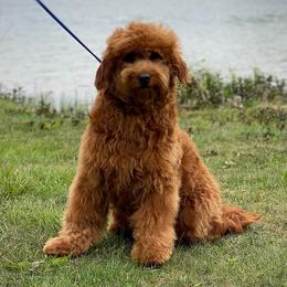 Penny - Goldendoodle