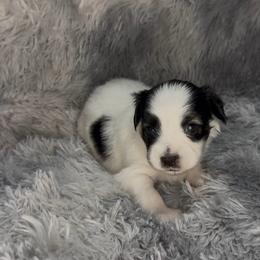 Clayton - White black and tan male Papillon puppy in Howe, Oklahoma from Southern Sweet Papillons