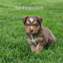 Sir Hopsalot - Red tri male Miniature Australian Shepherd puppy in Owensboro, Kentucky from JnT's Bluegrass Mini Aussies