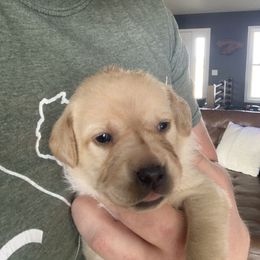 Labrador Retriever Puppies from County Line Gun Dogs