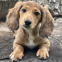 Boy 5 - male Dachshund puppy in Industry, Illinois from KDKs Kennels
