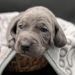 Carson - Blue male Weimaraner puppy in Evart, Michigan from Drehbar Weimaraners