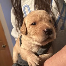 Boy 2 - Yellow male Labrador Retriever puppy in Sparta, Wisconsin from Valley Creek Dog Boarding and Training