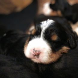 Bernedoodle and Double Doodle Puppies from Cloud Nine Doodles