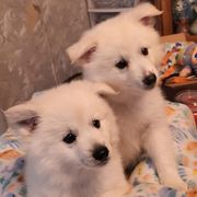 American Eskimo Dogs from Kathy's American Eskimo Dogs