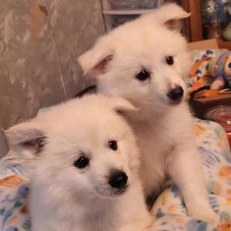 American Eskimo Dogs from Kathy's American Eskimo Dogs