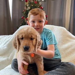 Golden Retriever Puppies from Elevation Retrievers