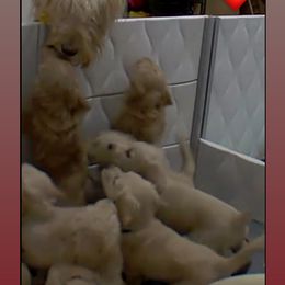 Bernedoodle and Goldendoodle Puppies from Lyon and Luna Goldendoodles Bernedoodles