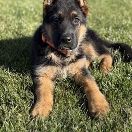 German Shepherd Puppies from Sand Hill Shepherds & Setters