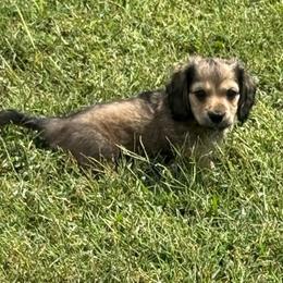Tucker - Cream male Dachshund puppy in Madisonville, Tennessee from KK Mini Doxies