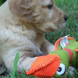 Golden Retrievers from Lori Copsey's Golden Retrievers