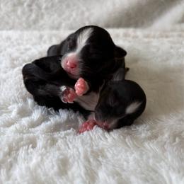 Fern - Black tri female Toy Australian Shepherd puppy in Quincy, Michigan from Ivy Meadows and Friends