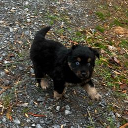 Decimus - Black tri male Miniature Australian Shepherd puppy in Asheboro, North Carolina from Stellar Aussies