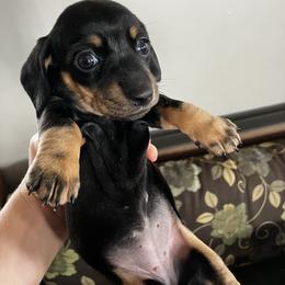 Emma - Black and tan female Dachshund puppy in Brave, Pennsylvania from Small Tales Farm