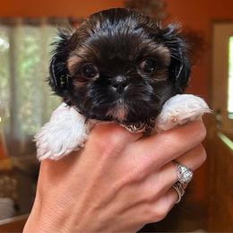 Gazelle - Sable and white female Shih Tzu puppy in Nekoosa, Wisconsin from Brox Acres House of Fur LLC
