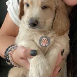 Goldendoodle Puppies from Teddy Grace Doodles