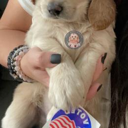Goldendoodle Puppies from Teddy Grace Doodles